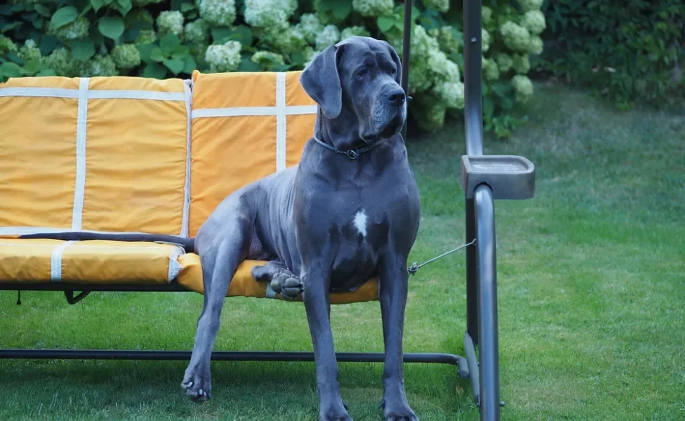 Cachorro Dogue Alemão