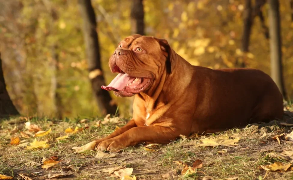 Cachorro Dogue de Bordeaux