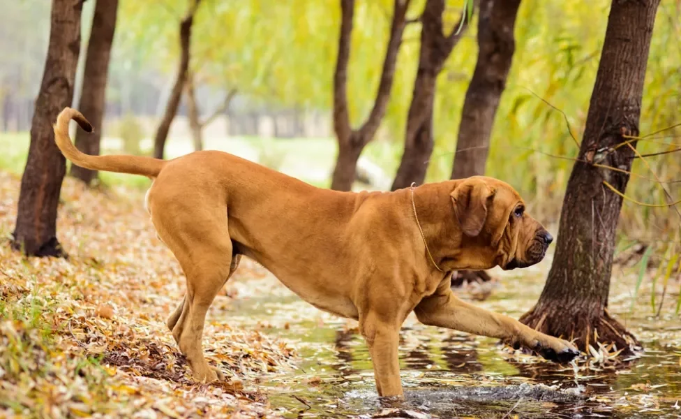 Cachorro Fila Brasileiro