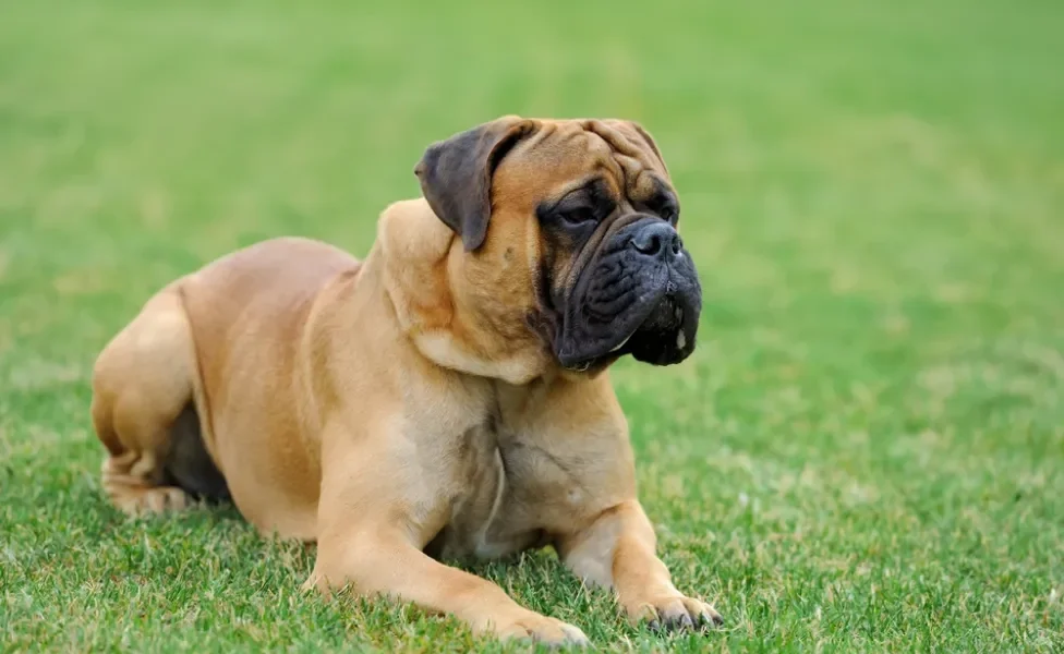 Cachorro Mastiff