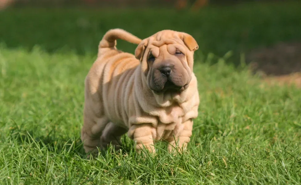 Cachorro SharPei