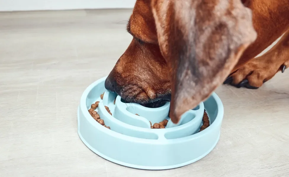 Cachorro marrom comendo em comedouro lento