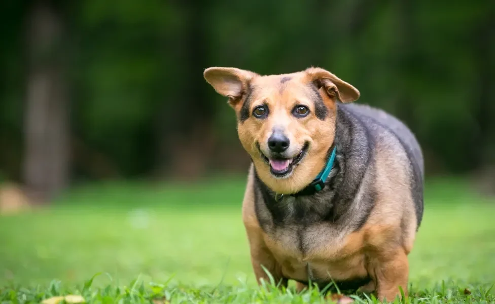 Cachorro acima do peso caminhando em ambiente aberto 
