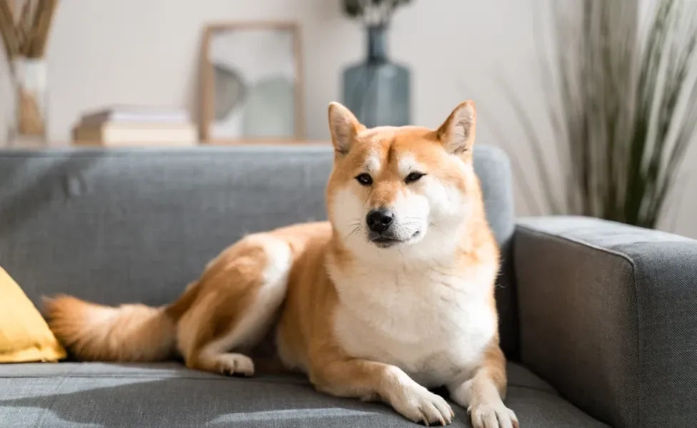 Cão Shiba Inu deitado em sofá