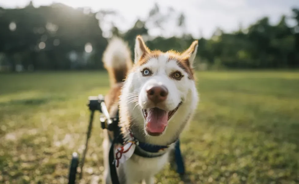 Cão usando suporte de rodas para andar em campo aberto