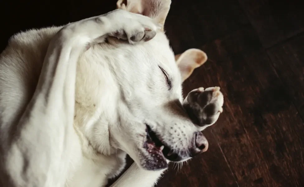 Cachorro passando a pata no rosto