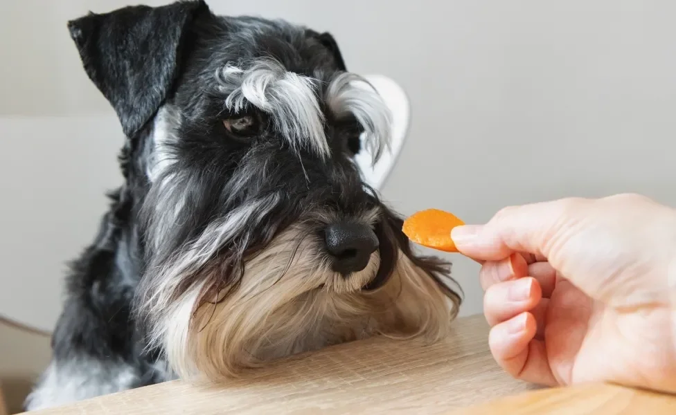 Cachorro olhando para um pedaço de abóbora oferecido pelo tutor