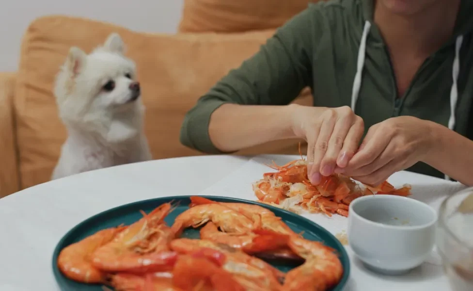 Cachorro branco observa pessoa descascando camarão