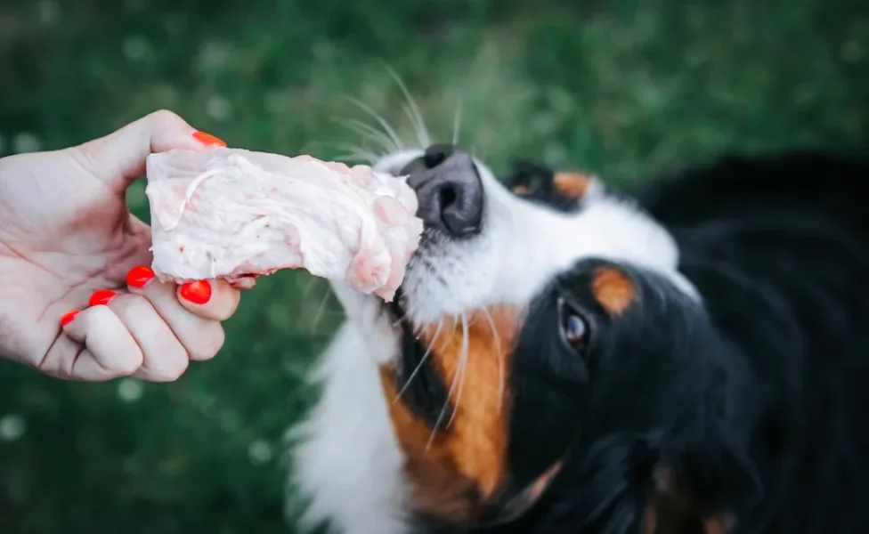 Tutora oferecendo frango cru para cachorro