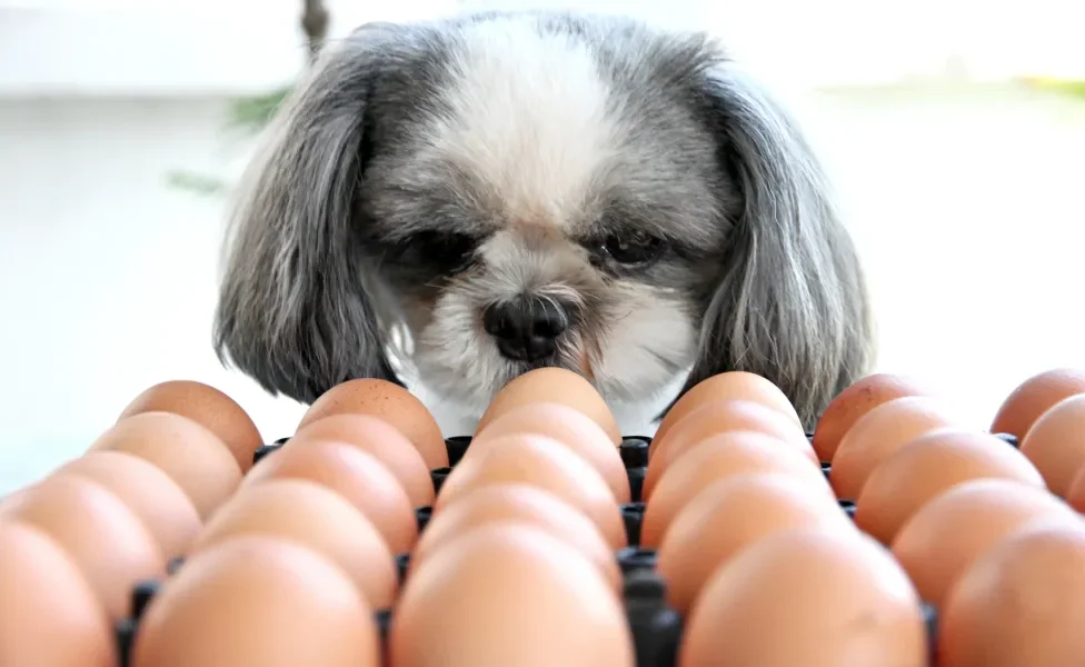 Cachorro Shih Tzu olhando para uma bandeja cheia de ovos marrons