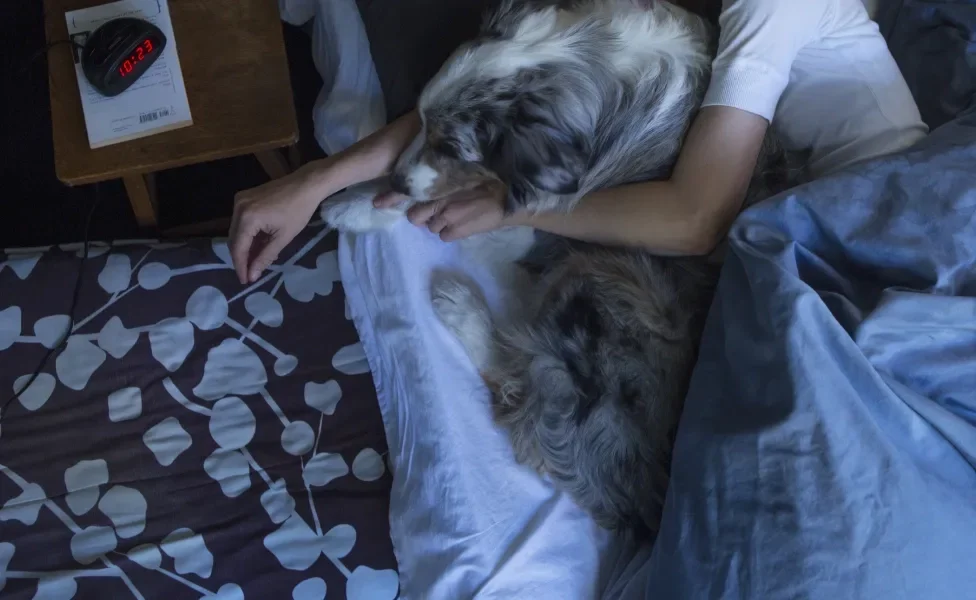 Cachorro dormindo na cama junto de tutor no escuro durante a noite