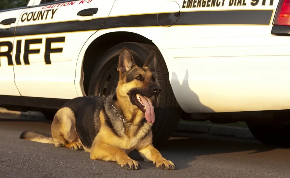 Cão Pastor Alemão policial