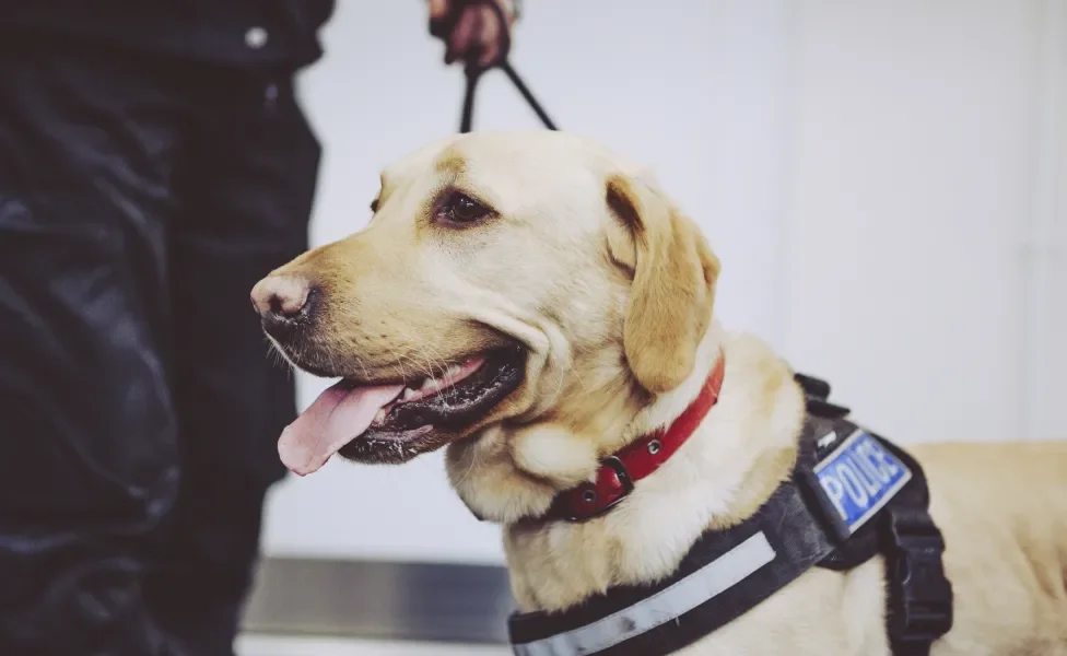 Labrador policial usando colete de polícia