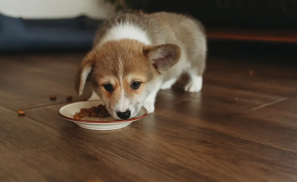 Cachorrinho comendo ração em prato no chão