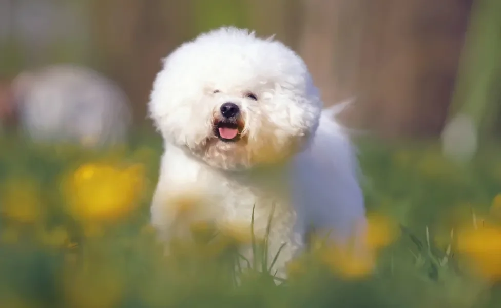 bichon frisé peludo