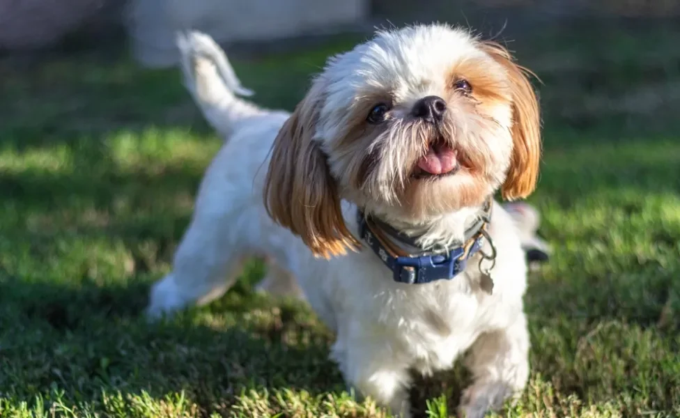 shih tzu em pé feliz