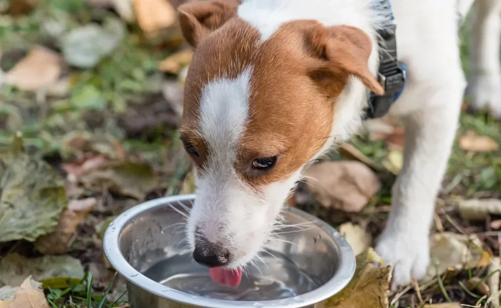 Cãozinho bebendo água em pote prateado