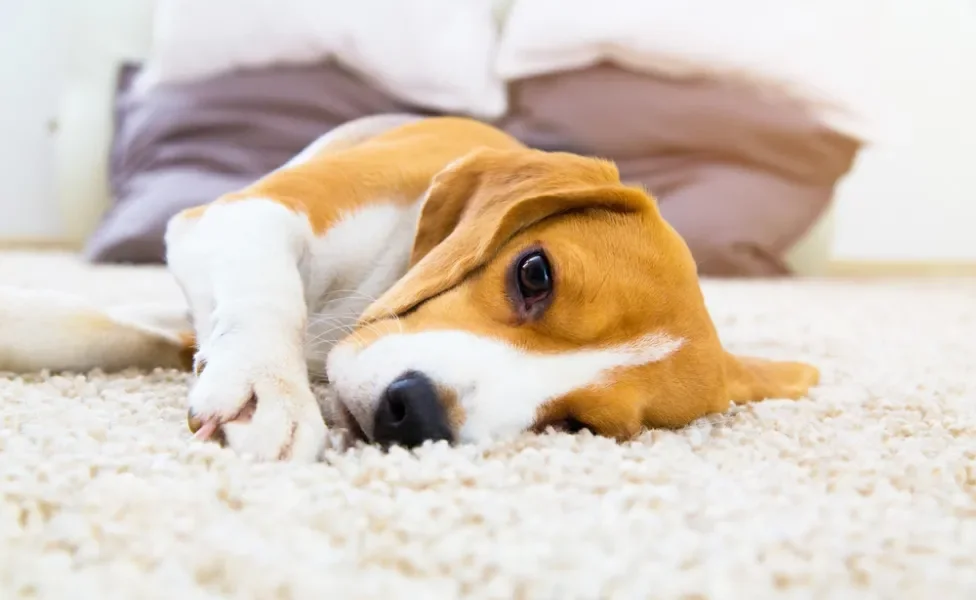 cachorro deitado em cima de tapete