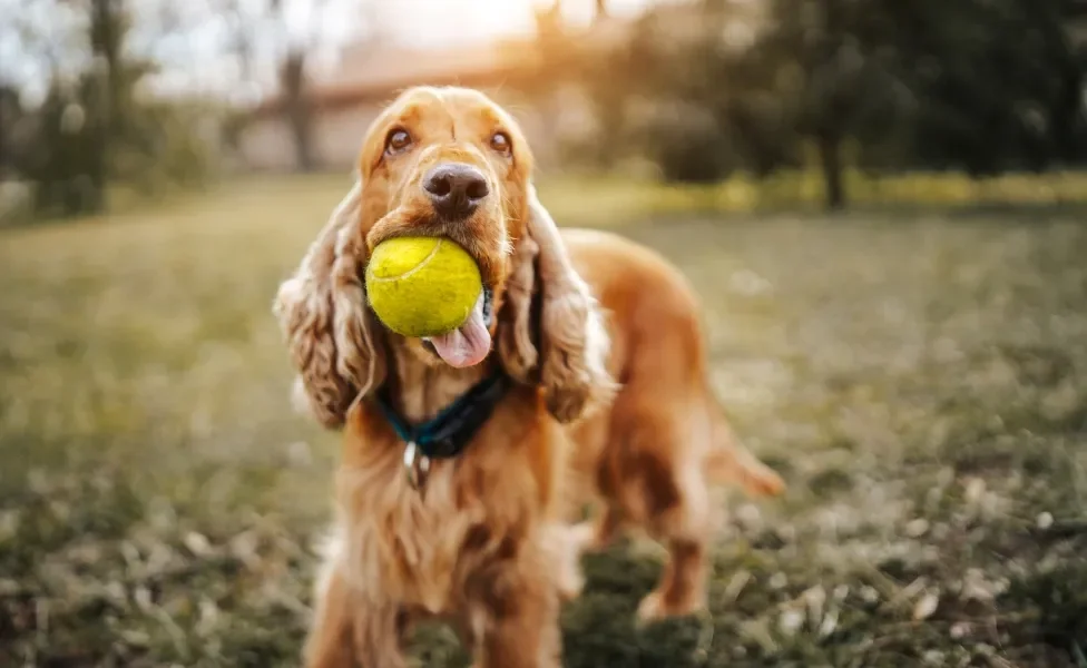 Cocker Spaniel segurando bolinha com a boca