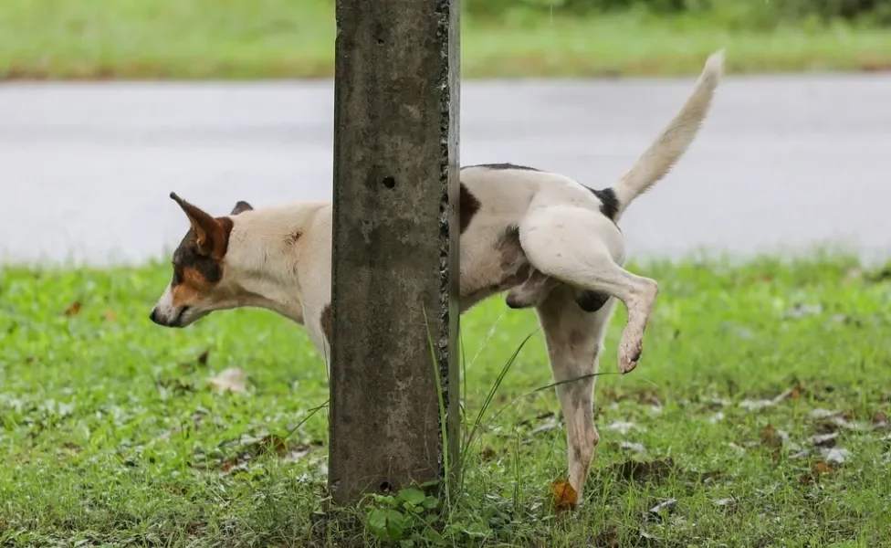 Cachorro fazendo xixi em poste
