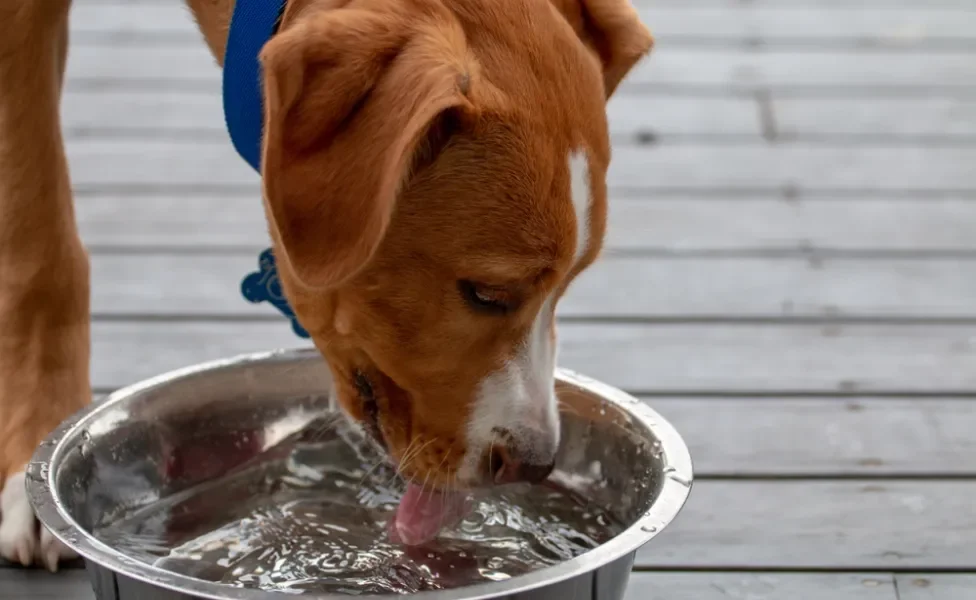 Cachorro marrom filhote tomando água em pote metálico