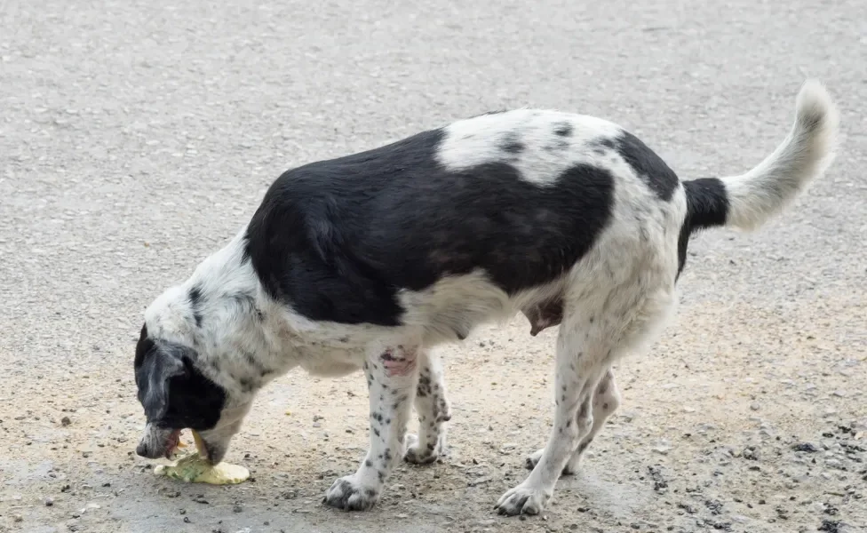 Cachorro branco e preto vomitando no chão
