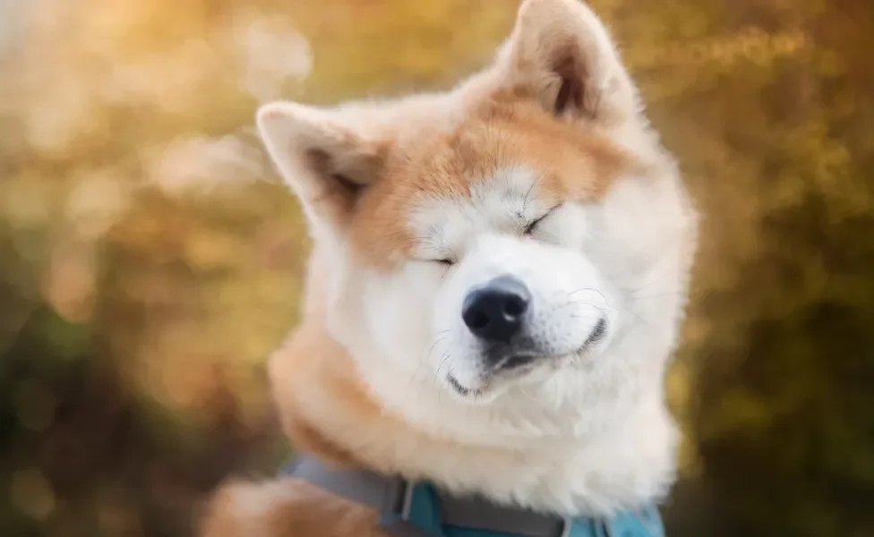 Akita com olhinhos fechados