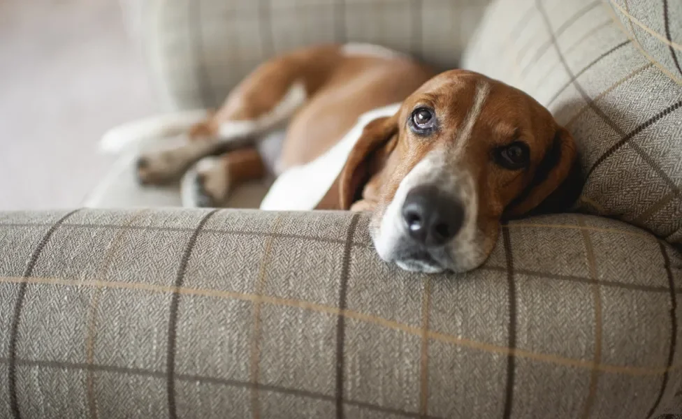 Basset Hound no sofá com a cabeça apoiada no braço do móvel