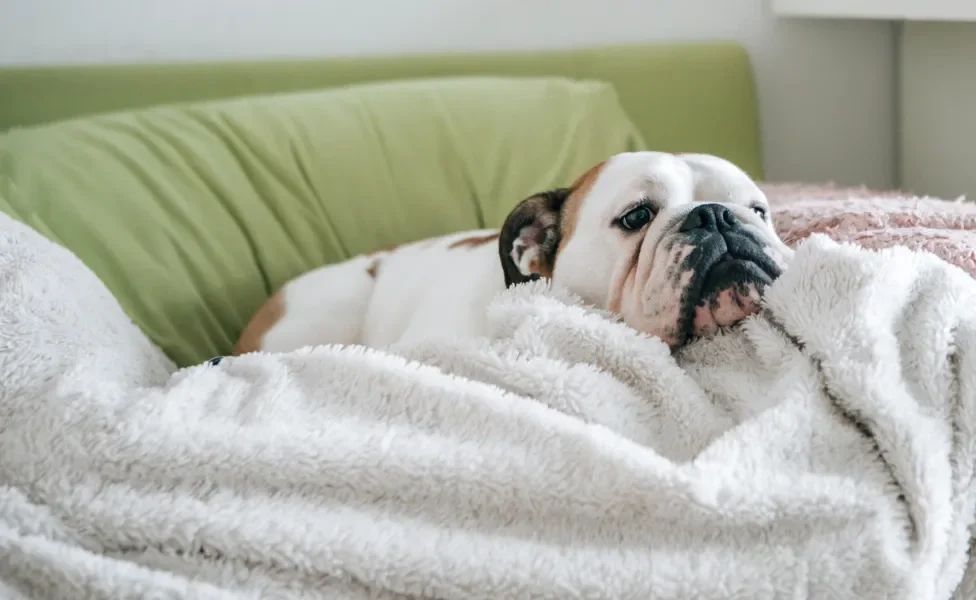 Bulldog Inglês deitado em cima de cobertor