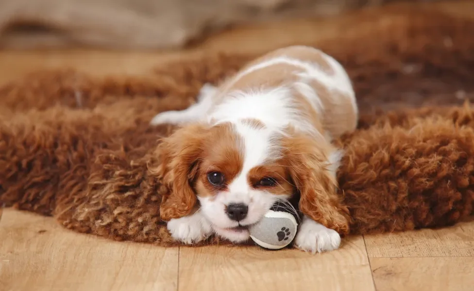Cavalier King Charles Spaniel deitado no tapete mordendo brinquedo de pelúcia