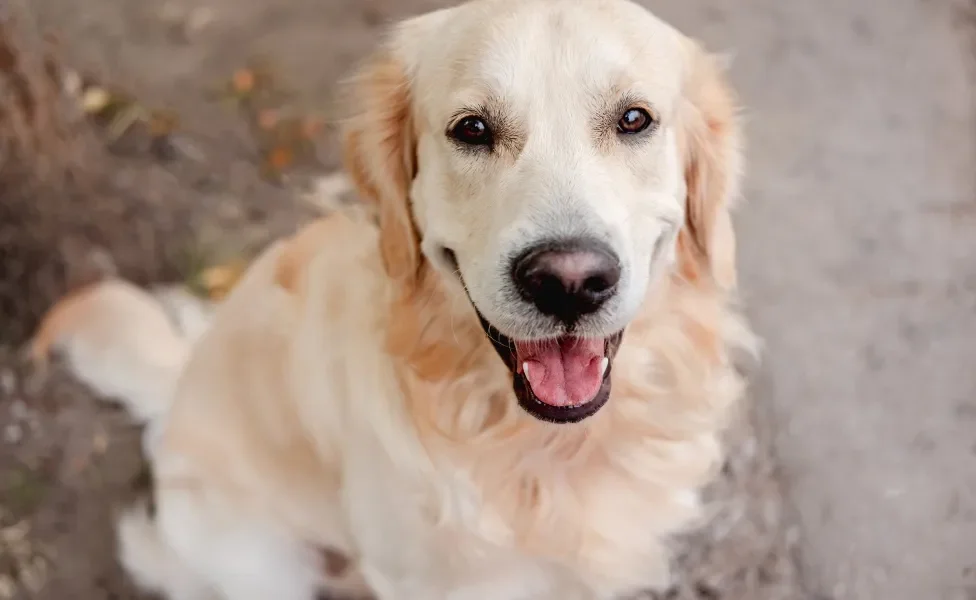 Golden Retriever feliz com a boca aberta