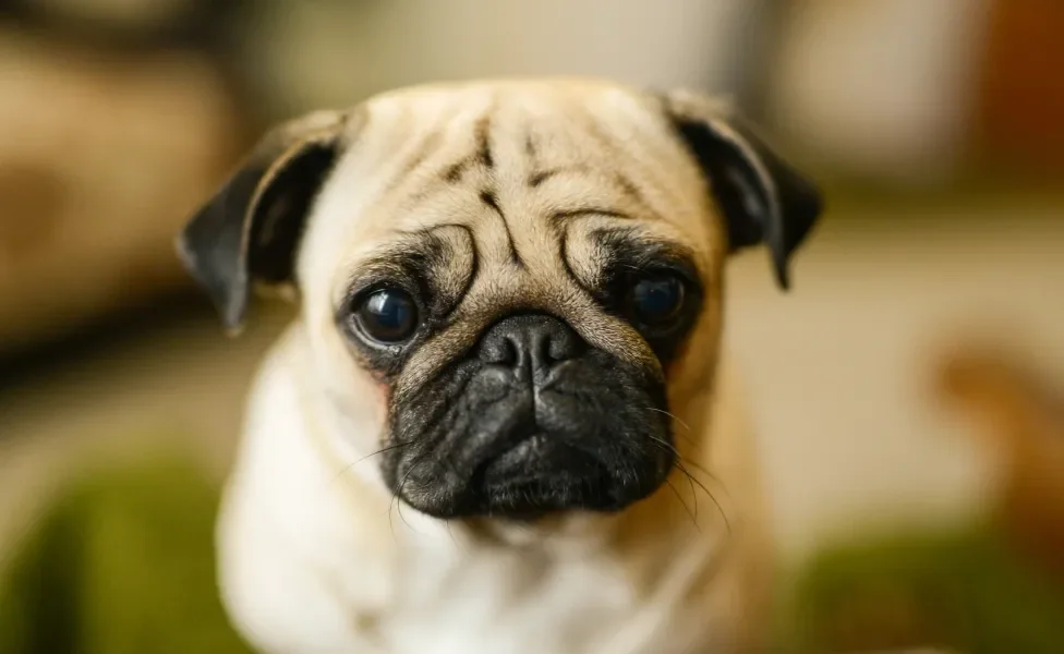 Pug olhando para frente