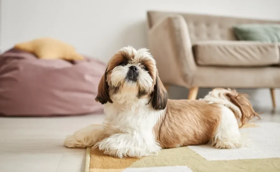 Shih Tzu deitado no chão da casa
