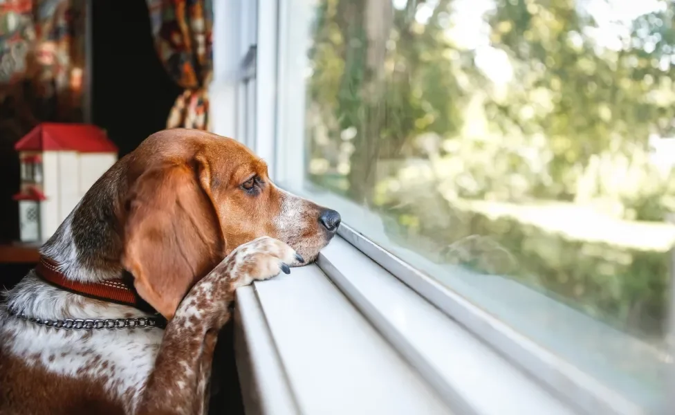 cachorro na janela
