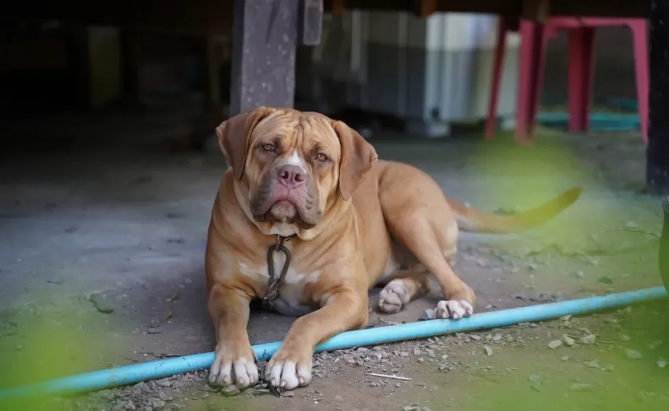 american bandogge deitado no chão