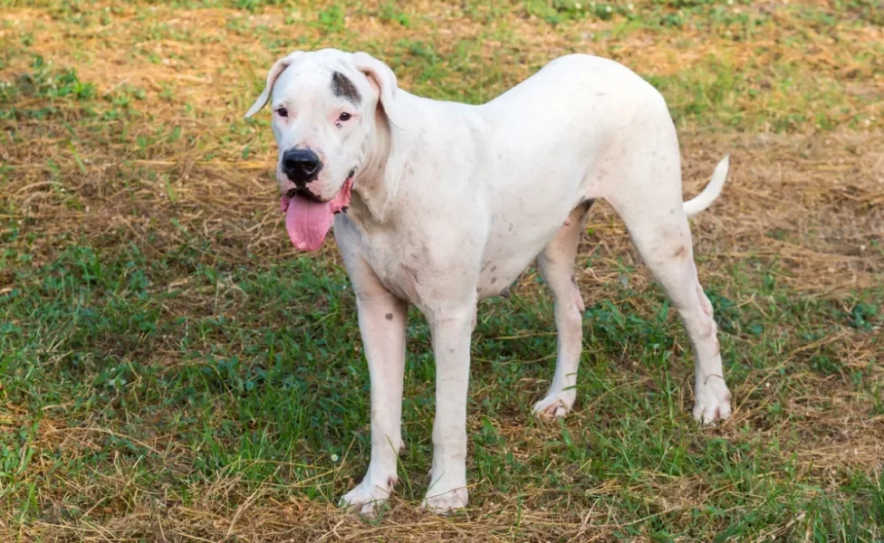 dogo argentino com língua de fora em pé no gramado