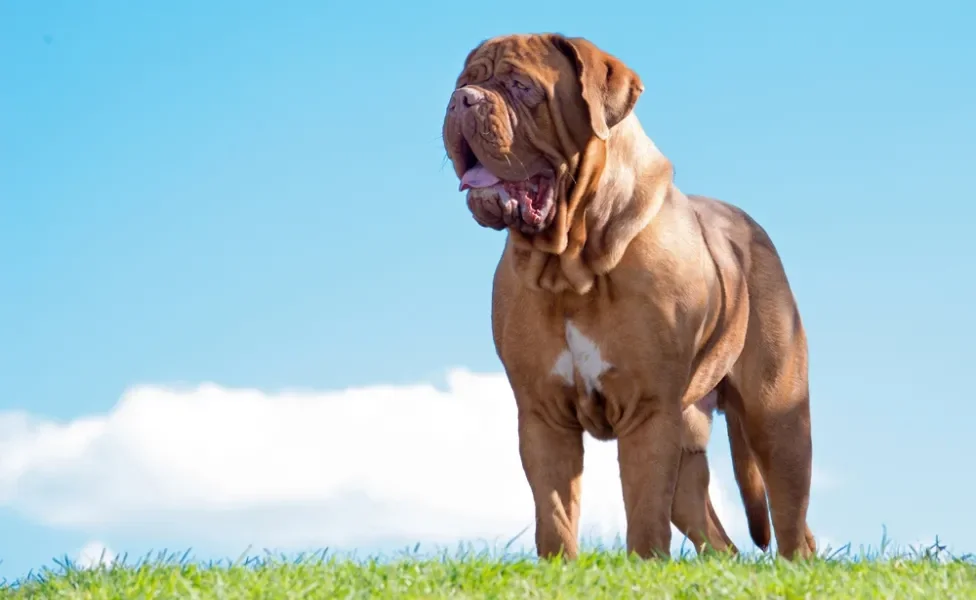 dogue-de-bordeaux em pé no campo com céu azul