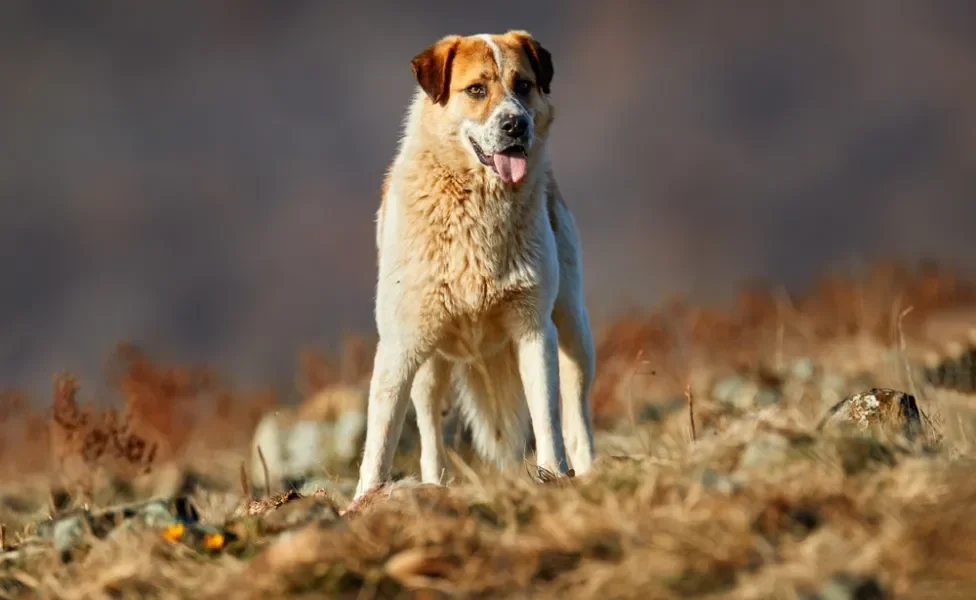 um dos cachorros com a mordida mais forte, kangal em pé ao ar livre