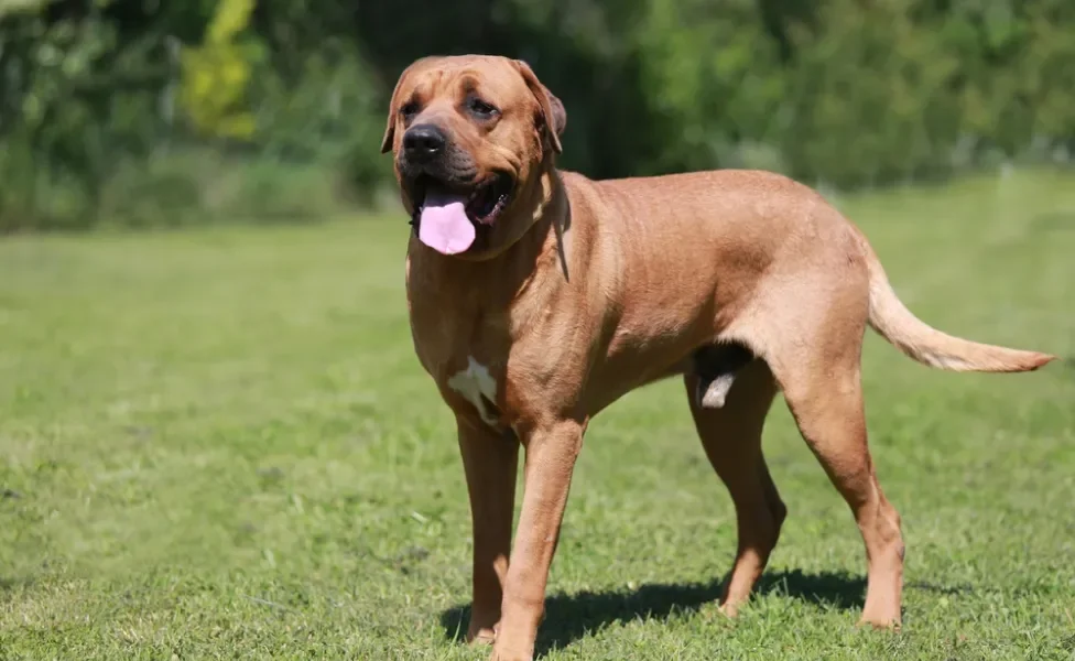 tosa inu em pé ao ar livre com língua de fora