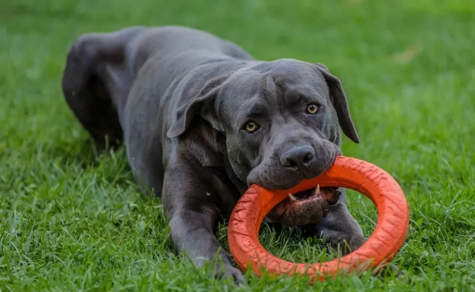 cachorro cane corso mordendo brinquedo deitado na grama