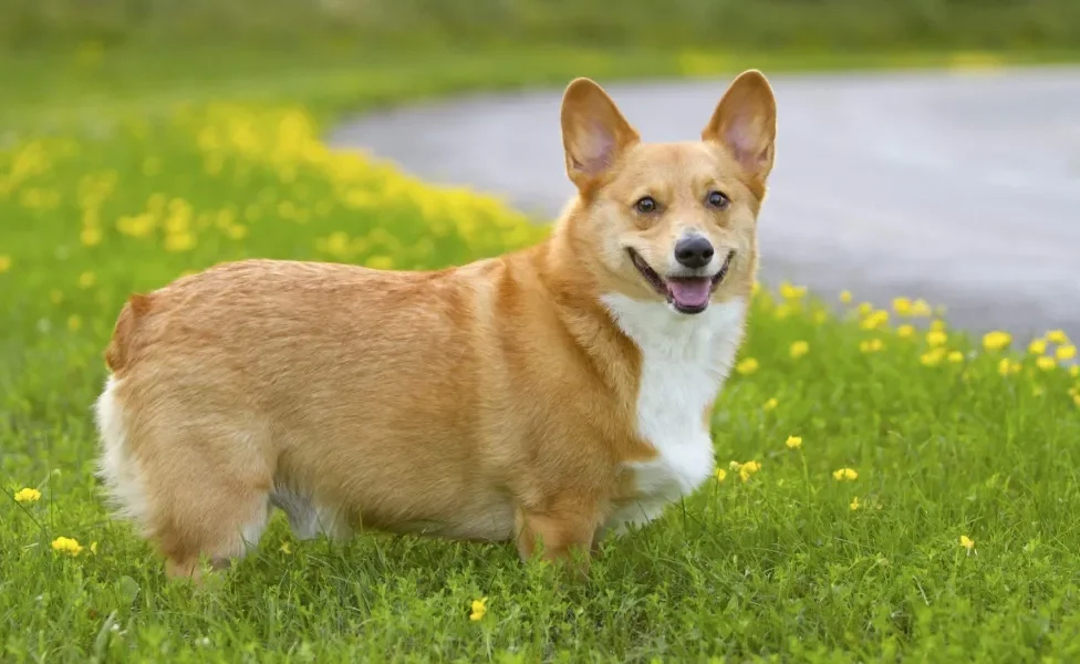 Cachorro fofo da raça Corgi