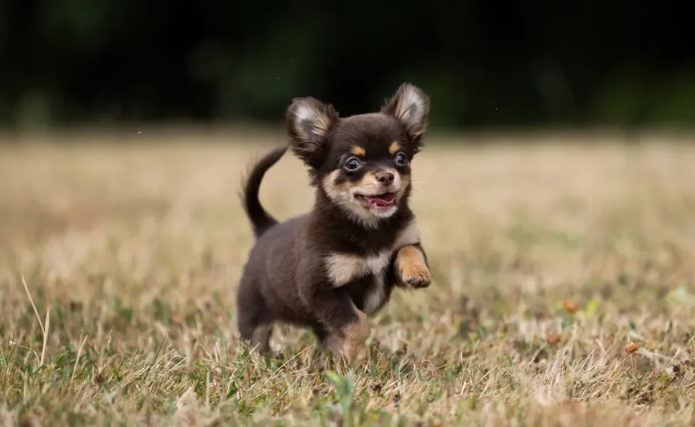 Cão Chihuahua Filhote correndo em campo