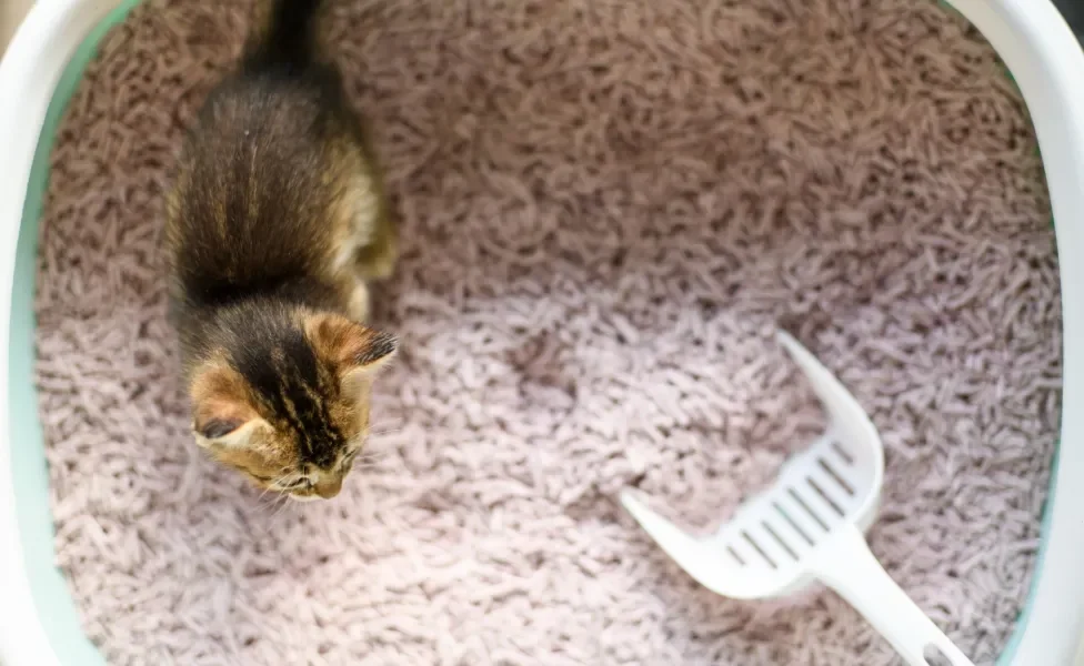 Gato filhote dentro de caixa de areia de madeira com pá branca junto
