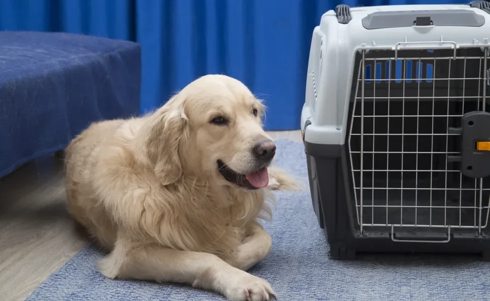 Cão deitado em tapete ao lado de caixa de transporte