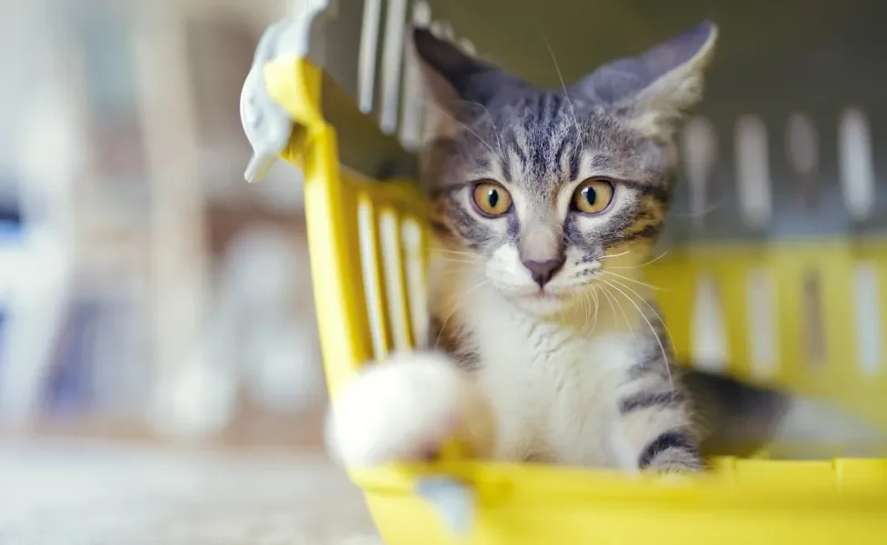 Gato dentro de caixa de transporte amarela aberta