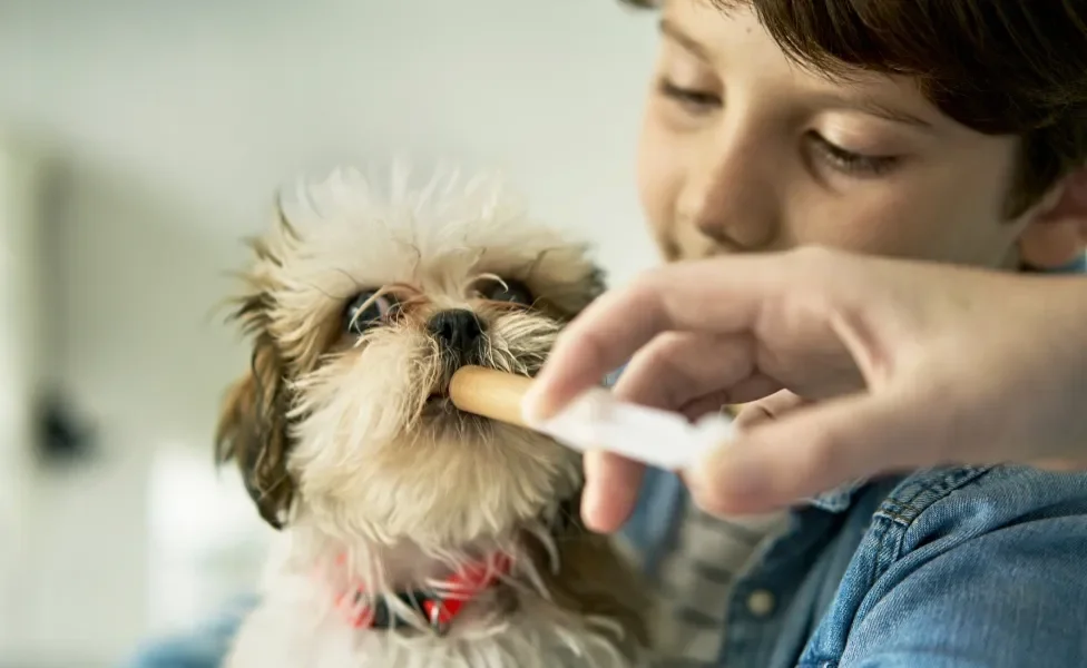 Cachorro tomando líquido pela seringa no colo de menino
