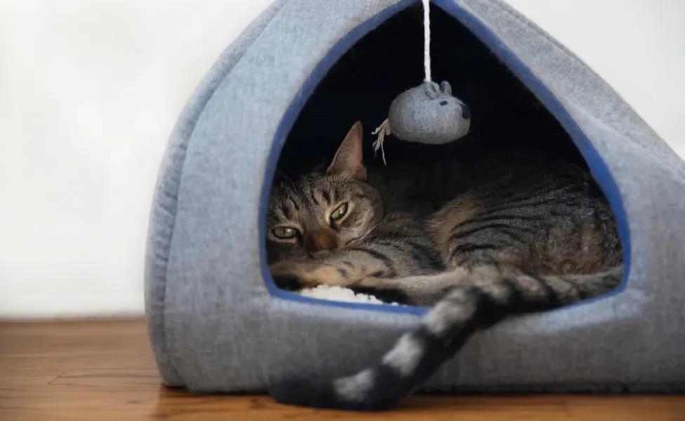 Gato tigrado dentro de caminha iglu