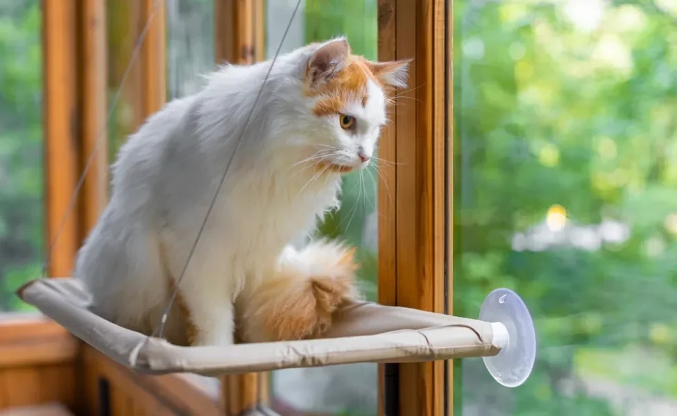 Gato branco e laranja em cima de caminha de janela olhando para fora