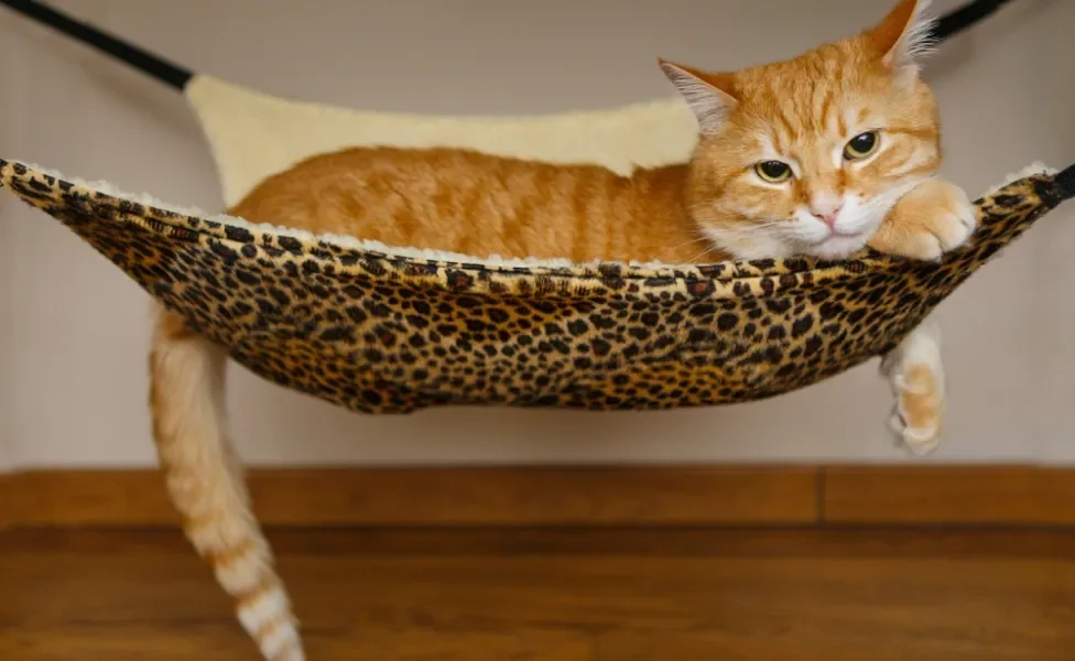 Gato laranja deitado em cama suspensa com estampa de onça