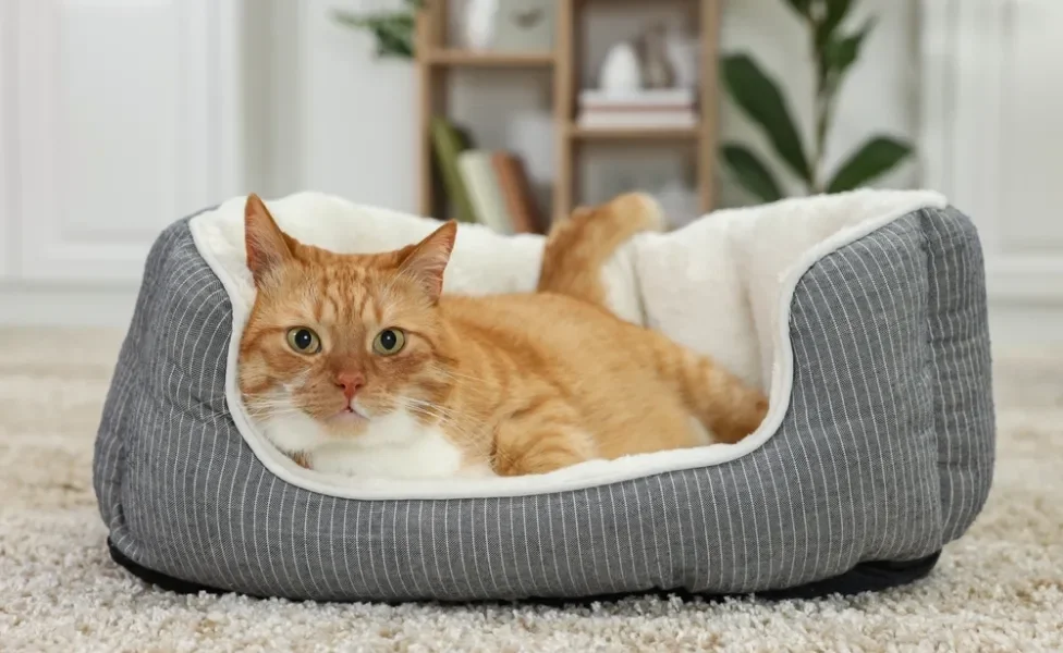 Gato laranja deitado em caminha cinza e branco no chão
